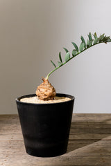 6 エンセファラルトス・ホリダス