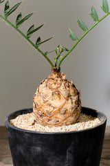 16 エンセファラルトス・ホリダス