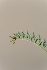 16 エンセファラルトス・ホリダス