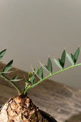 16 エンセファラルトス・ホリダス