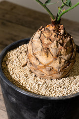 16 エンセファラルトス・ホリダス