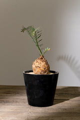 16 エンセファラルトス・ホリダス