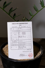 16 エンセファラルトス・ホリダス