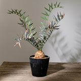 18 エンセファラルトス・ホリダス