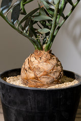 18 エンセファラルトス・ホリダス