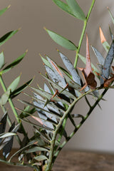 18 エンセファラルトス・ホリダス