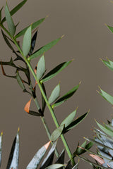 18 エンセファラルトス・ホリダス