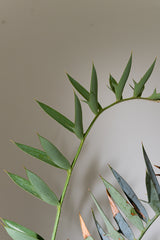 18 エンセファラルトス・ホリダス