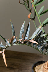 18 エンセファラルトス・ホリダス