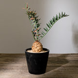 13 エンセファラルトス・ホリダス