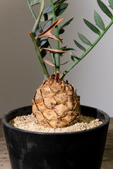 13 エンセファラルトス・ホリダス