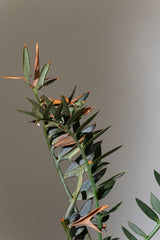 13 エンセファラルトス・ホリダス