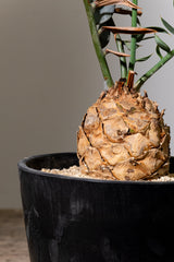 13 エンセファラルトス・ホリダス