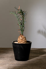 13 エンセファラルトス・ホリダス