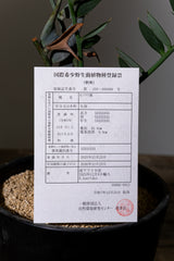 13 エンセファラルトス・ホリダス