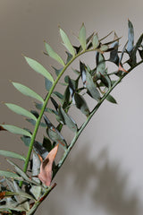 11 エンセファラルトス・ホリダス