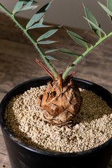 9 エンセファラルトス・ホリダス