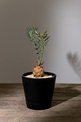 9 エンセファラルトス・ホリダス