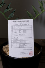 9 エンセファラルトス・ホリダス