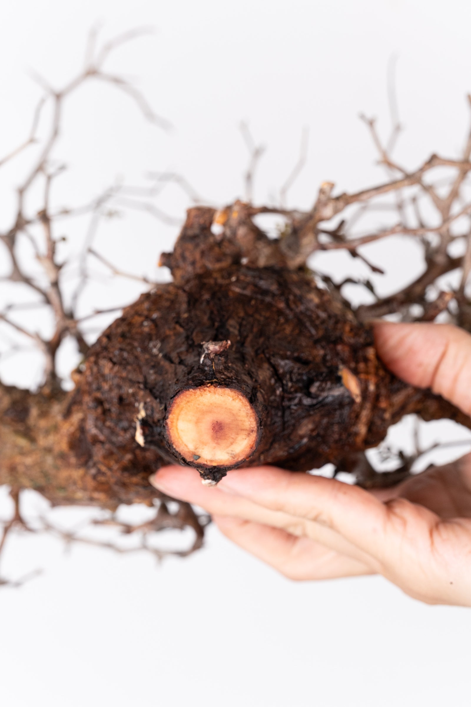 J28 - オペルクリカリアパキプス ベアルート株 – KOMO
