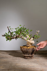 錆白泥平鉢（plump）20cm  草津焼　淡海陶芸研究所