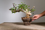 錆白泥平鉢（plump）15cm  草津焼　淡海陶芸研究所