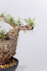 1077- 発根済 Operculicarya Pachypus オペルクリカリア・パキプス