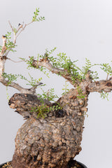 1077- 発根済 Operculicarya Pachypus オペルクリカリア・パキプス