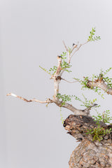 1077- 発根済 Operculicarya Pachypus オペルクリカリア・パキプス