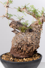 1077- 発根済 Operculicarya Pachypus オペルクリカリア・パキプス