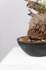 1077- 発根済 Operculicarya Pachypus オペルクリカリア・パキプス