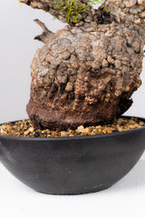 1077- 発根済 Operculicarya Pachypus オペルクリカリア・パキプス