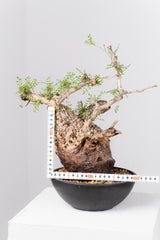 1077- 発根済 Operculicarya Pachypus オペルクリカリア・パキプス