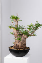 1078- 発根済 Operculicarya Pachypus オペルクリカリア・パキプス