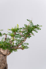 1078- 発根済 Operculicarya Pachypus オペルクリカリア・パキプス