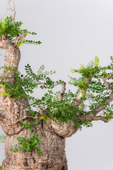 1078- 発根済 Operculicarya Pachypus オペルクリカリア・パキプス