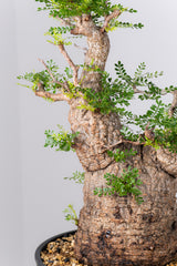 1078- 発根済 Operculicarya Pachypus オペルクリカリア・パキプス