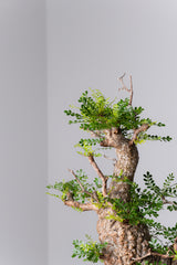 1078- 発根済 Operculicarya Pachypus オペルクリカリア・パキプス