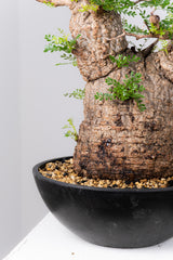 1078- 発根済 Operculicarya Pachypus オペルクリカリア・パキプス