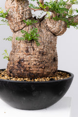 1078- 発根済 Operculicarya Pachypus オペルクリカリア・パキプス