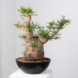 1078- 発根済 Operculicarya Pachypus オペルクリカリア・パキプス