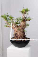 1078- 発根済 Operculicarya Pachypus オペルクリカリア・パキプス