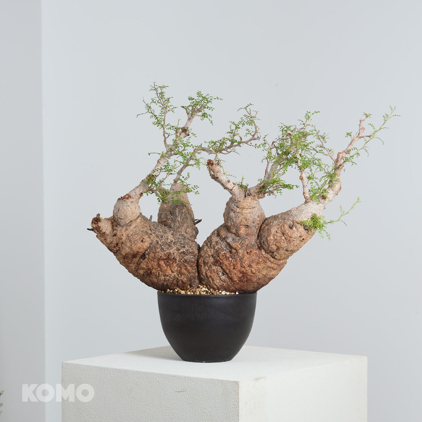 む*ぎ様 塊根植物 パキプス む*ぎ様 塊根植物 パキプス - メルカリ