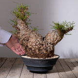 1102 - 発根済 Operculicarya Pachypus オペルクリカリア・パキプス みやび鉢