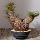 1102 - 発根済 Operculicarya Pachypus オペルクリカリア・パキプス みやび鉢