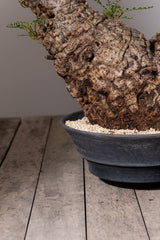 1102 - 発根済 Operculicarya Pachypus オペルクリカリア・パキプス みやび鉢