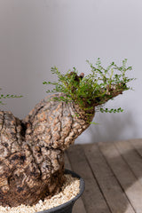 1102 - 発根済 Operculicarya Pachypus オペルクリカリア・パキプス みやび鉢