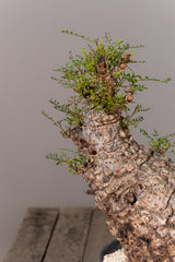 1102 - 発根済 Operculicarya Pachypus オペルクリカリア・パキプス みやび鉢