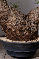 1102 - 発根済 Operculicarya Pachypus オペルクリカリア・パキプス みやび鉢