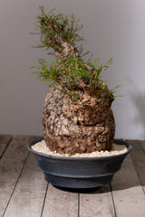 1102 - 発根済 Operculicarya Pachypus オペルクリカリア・パキプス みやび鉢